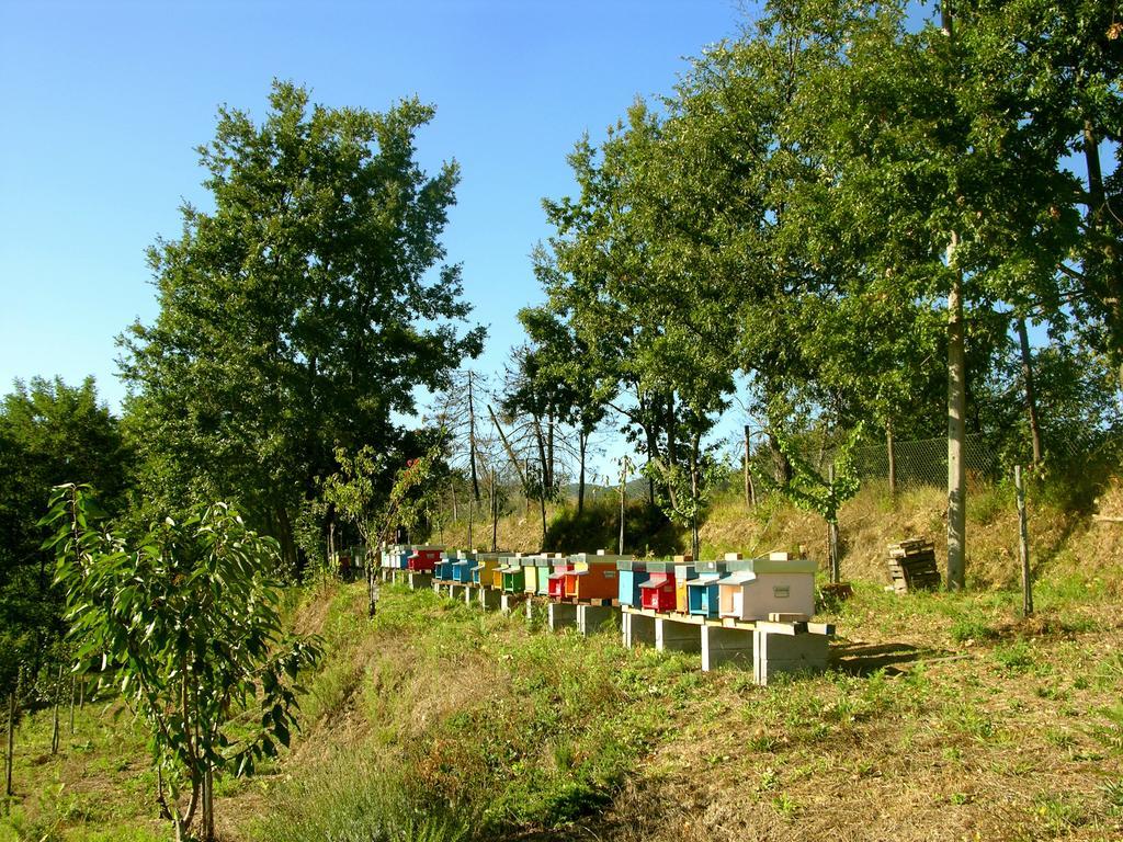 Agriturismo Angio Nel Cere Bracelli Екстериор снимка